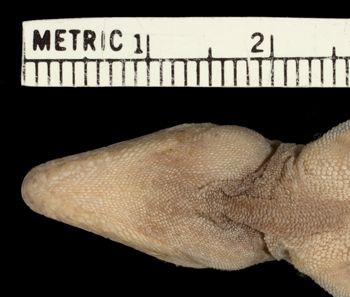 Media type: image;   Herpetology R-156207 Aspect: head ventral